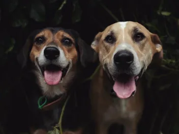 Meet Rosa & Machado, Our Adorably Cheeky Rescue Pups