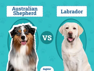 Australian Shepherd vs. Labrador: Breed Comparison (With Info & Pictures)