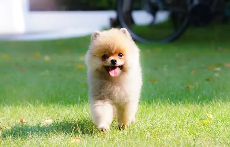 teacup pomeranian running on grass