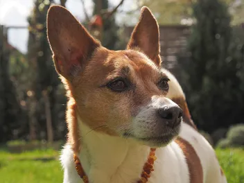 Hearing Loss in Dogs: Vet-Reviewed Causes, Signs & What You Can Do