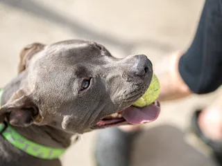 How Strong Is a Pit Bull’s Bite Force? PSI Measurements & Facts (Vet Answer)