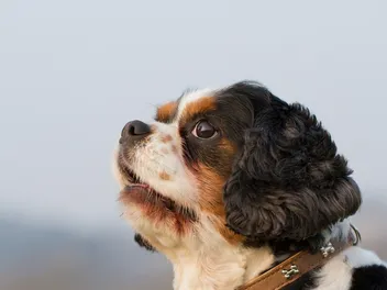 King Charles Yorkie Dog Breed: Info, Pictures, Care & More