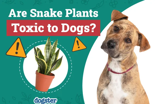 Are Snake Plants Toxic to Dogs? Vet-Approved Facts & FAQ