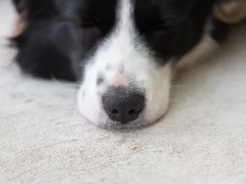 Can I Put Coconut Oil on My Dog's Nose? Vet-Verified Facts & Safety