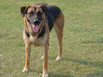 German Shepherd Lab Mix: Info, Pictures, Care & Traits