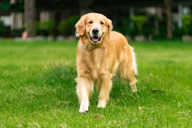 Why Does My Dog Walk Sideways? 10 Possible Reasons Explained (Vet Reviewed)