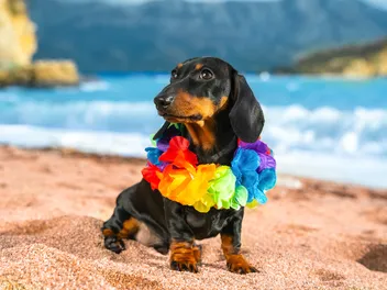 National Dachshund Day 2026: When It Is & How It's Celebrated