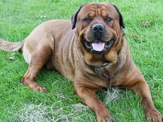 Mastweiler (Mastiff & Rottweiler Mix): Info, Pictures, Care & More