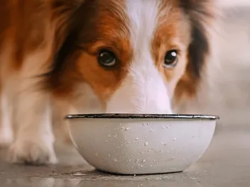 How to Keep Birds Away from Dog Food: 7 Easy & Effective Ideas