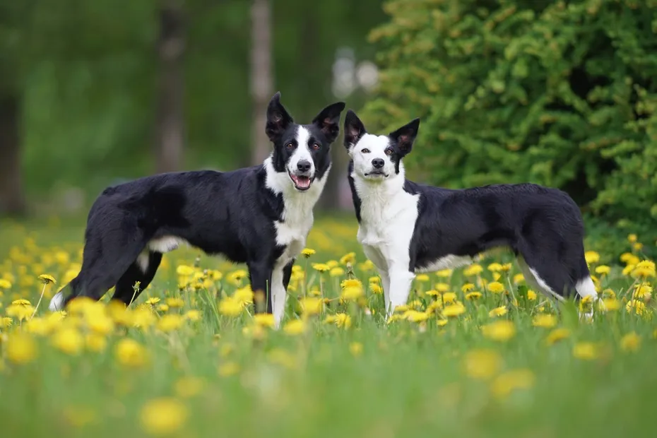 Two adorable black and white short-haired Border Collie dogs (male and female)