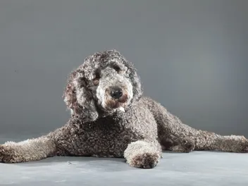 Silver Labradoodle: Info, Pictures, Origin & History