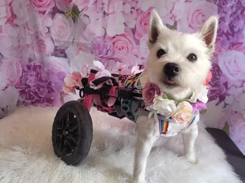 Pumpkin the Wheelie Dog’s Story – A Journey of Love, Strength & Hope