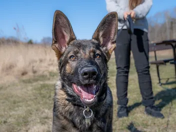 How to Adopt Retired Police Dogs: Overview & Helpful Tips