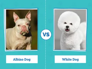 Albino Dogs vs. White Dogs: Vet Explained Differences