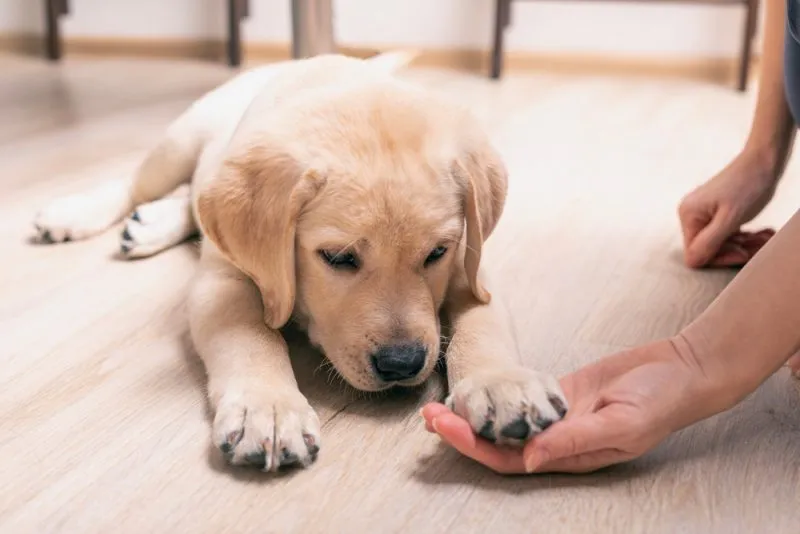 labrador retriever puppy giving paw to the owner