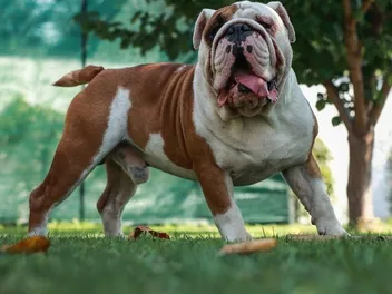 What Were Bulldogs Bred For? History, Ancestors & Anatomy