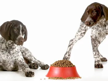 10 Best Dog Foods for German Shorthaired Pointers in 2026 – Reviews & Top Picks