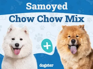 Samoyed Chow Chow Mix: Info, Pictures, Care & More