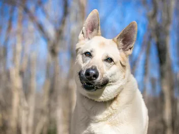 Alaskan Husky German Shepherd Mix Breed: Info, Pictures, Care & More
