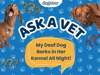 Ask Dr. Paola - HELP! My Deaf Dog Barks in Her Kennel All Night! (September 21, 2026)