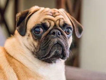 How Much Does It Cost to Own a Pug? (Updated in 2026)