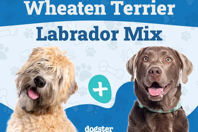 Wheatador (Wheaten Terrier Lab Mix): Info, Pictures, Temperament & More