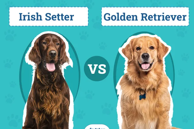 Irish Setter vs Golden Retriever: Main Differences (With Info & Pictures)