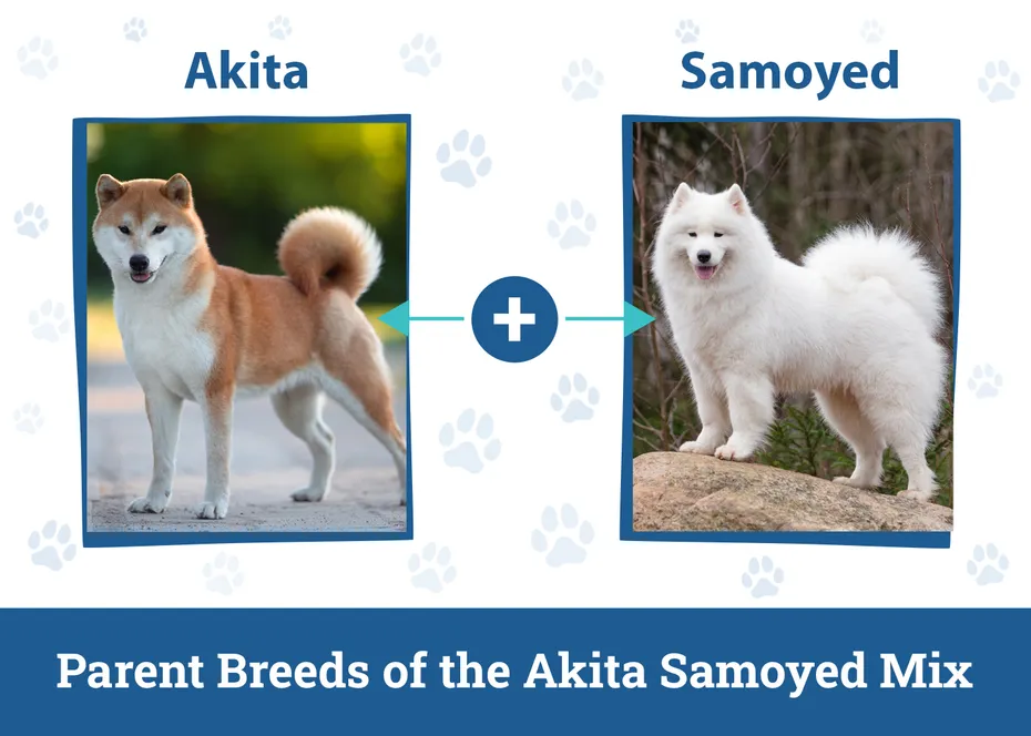 Parent Breeds of the Akita Samoyed Mix