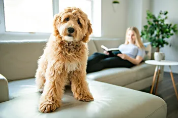 woman-with-his-Golden-Labradoodle-dog-reading-at-home