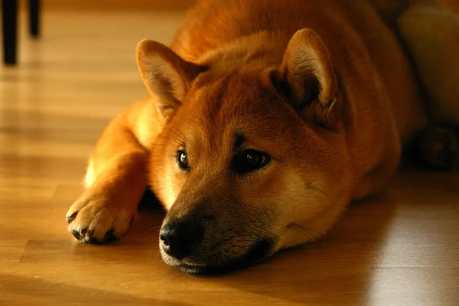 shiba inu, dog, smile