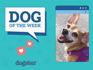 Dogster Photo Contest: Dogs of the Week Winners (January 8, 2026)