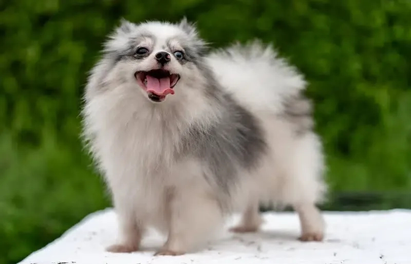 Parti Tan Blue Merle Pomeranian Dog Puppy