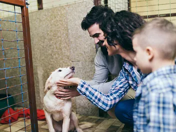 Adopting an Older Puppy: 9 Vet-Verified Pros & Cons