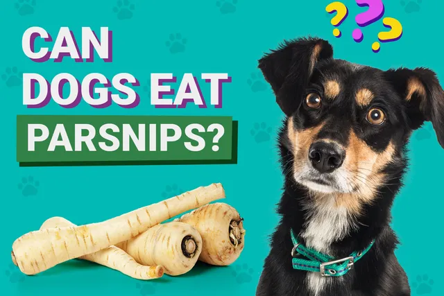 Can Dogs Eat Parsnips? Vet-Verified Nutrition Facts, Risks & Serving Tips