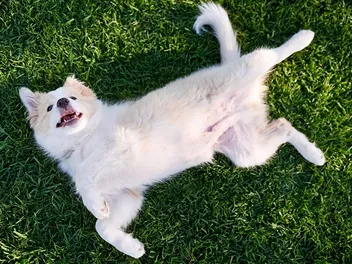 Do Dogs Have Belly Buttons? Vet-Reviewed Canine Anatomy