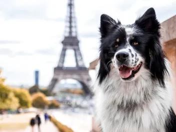 What Does Pet Culture Look Like in France? How They Fit In