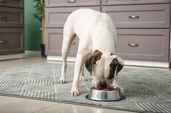 white boxer dog eating