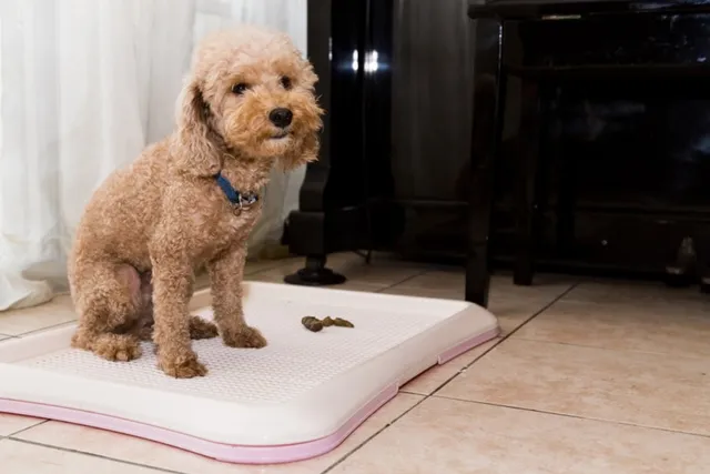How to Get Rid of Dog Poop Smell in the House: 4 Possible Ways