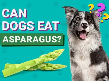 Can Dogs Eat Asparagus? Vet-Reviewed Facts & FAQ
