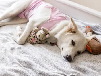 Reproductive Problems in Dogs That Can Turn Serious Fast