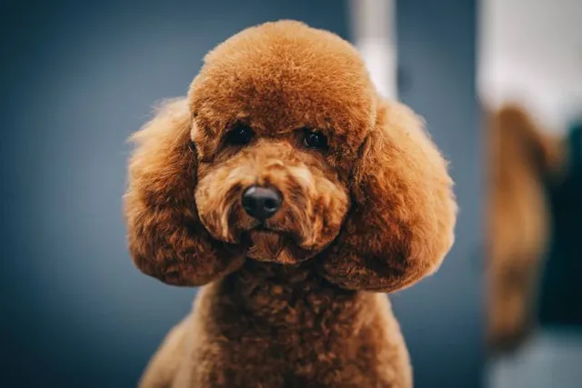 15 Teddy Bear Dog Breeds: Info, Pictures & History