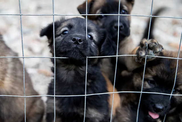 What Is the Yulin Dog Festival? History & Controversy