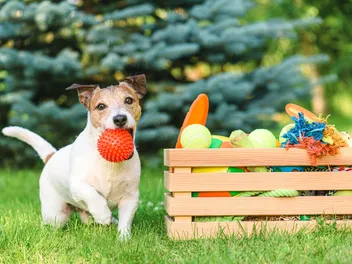 My Dog Swallowed a Squeaker: Our Vet Discusses Risks, Signs & Next Steps
