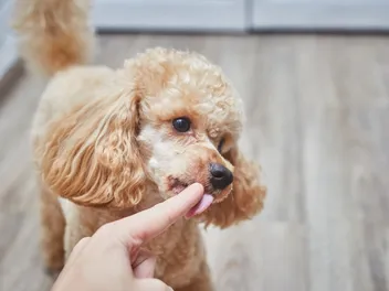 Why Do Poodles Lick So Much? 7 Vet Reviewed Behavioral & Medical Reasons