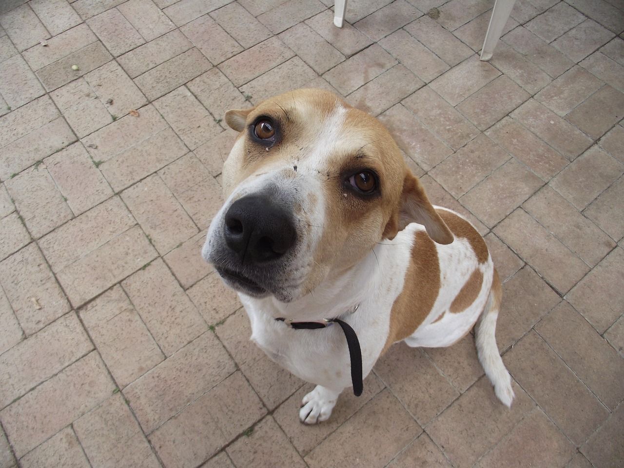 jack a bee looking up at camera sitting