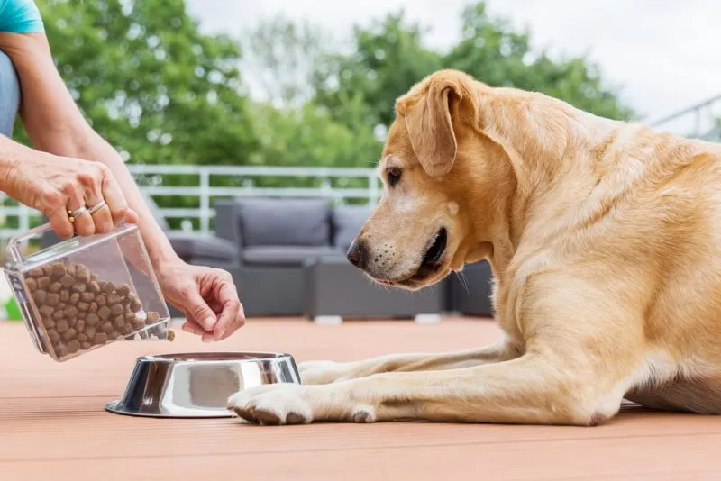 owner feeding labrador dog