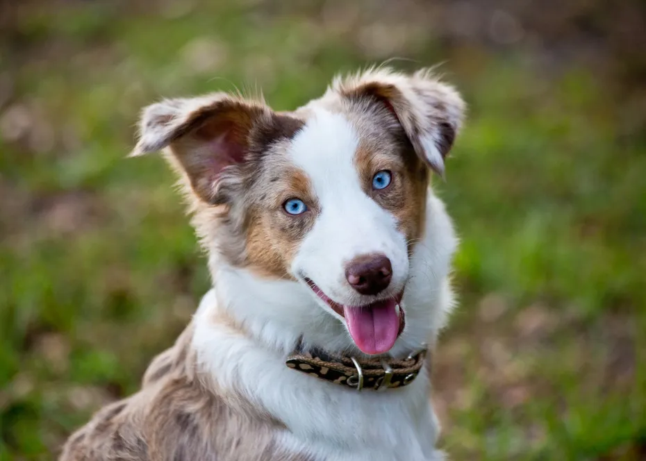 a red merle australian shepherd with blue eyes