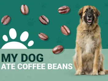 My Dog Ate Coffee Beans: Should I Be Worried? (Vet Answer)