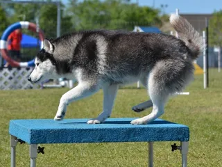 Agility Pause Table Training for Dogs: 9 Tips & Tricks