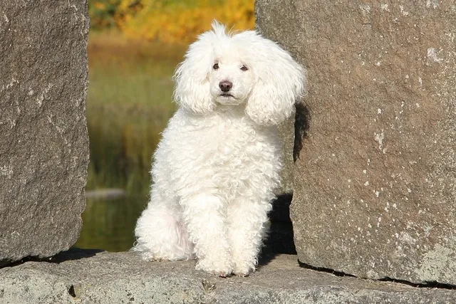 White Poodle: Info, Pictures, History & Origin